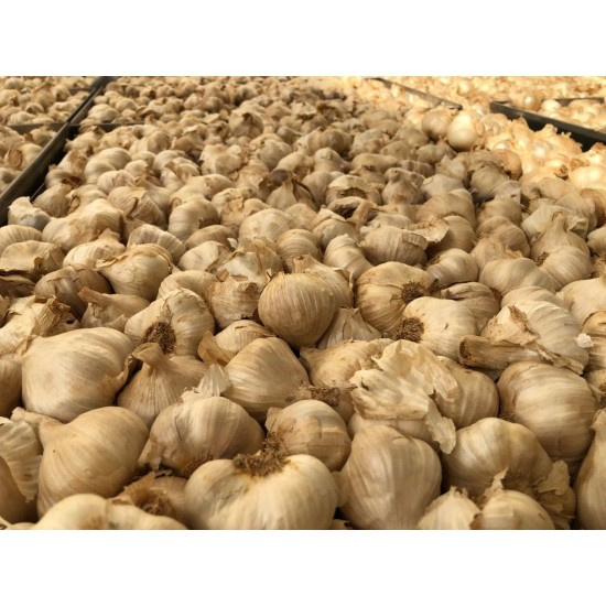 SİYAH SARIMSAK 500 GR